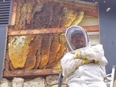 The Bee Guy Bee Removal