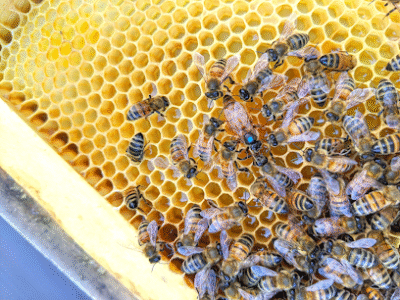Lloyd Street Bees