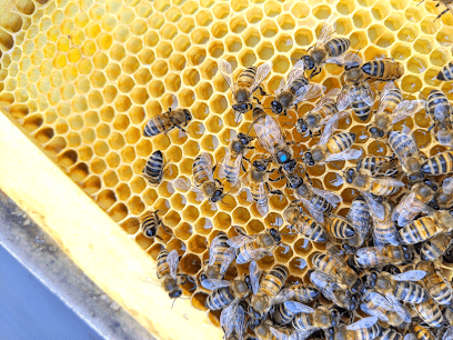 Lloyd Street Bees