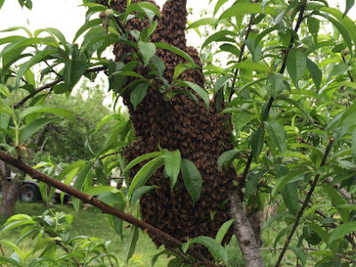 Asali Gold Honey LLC