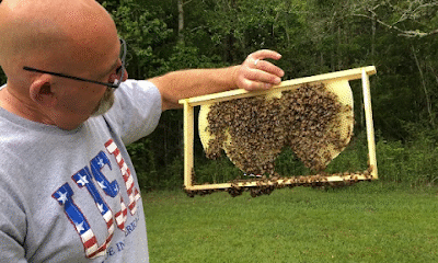 Rawls Apiaries