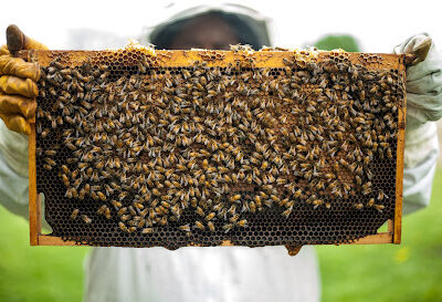Isabell's Honey Farm