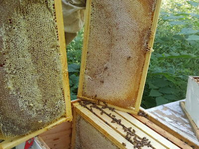 Local Raw Honey Farms