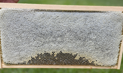 Northwoods Honey Company LLC