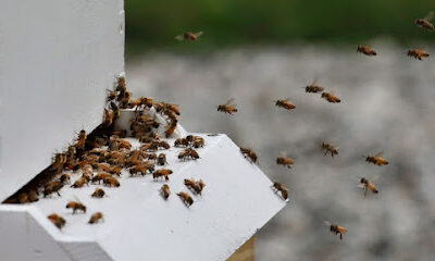 The Bees Knees