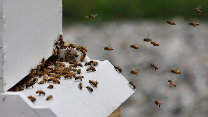 The Bees Knees