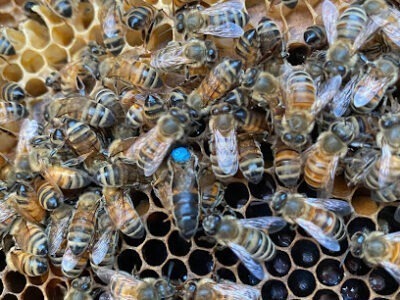 Happy Bees