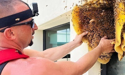 GotBeez