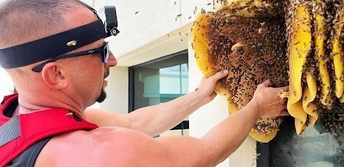 GotBeez