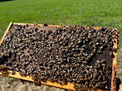 Honeybee Hill Natural Sweeteners