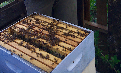 Bee Gone Bee Removal
