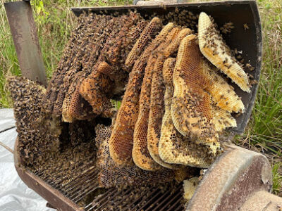 Bee Ez Apiary