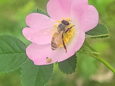Outside The Hive