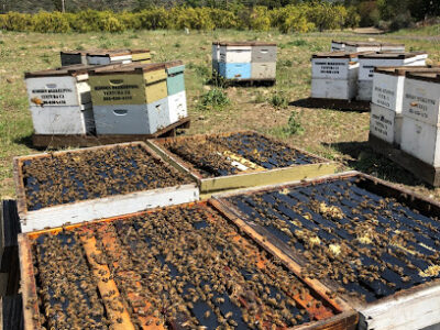 Mission Beekeeping