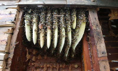 Its All Better Honey Bee Rescue and removal