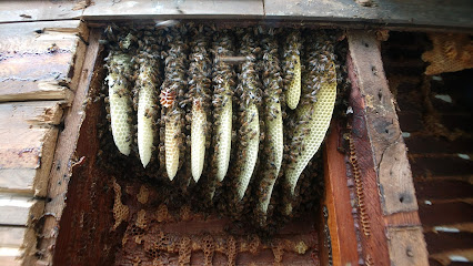 Its All Better Honey Bee Rescue and removal
