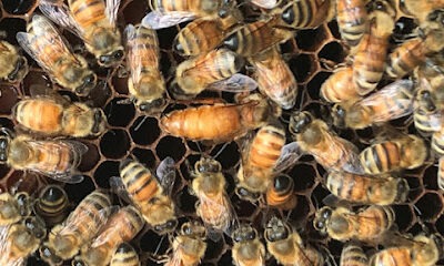 Bee Awesome Apiary