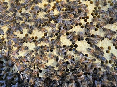 Lewis Beekeeping & Apiaries