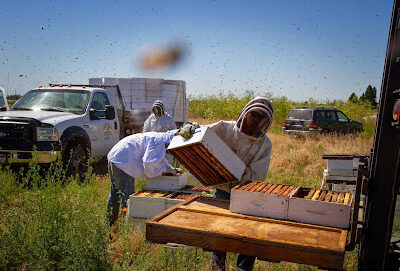 Steele Apiaries