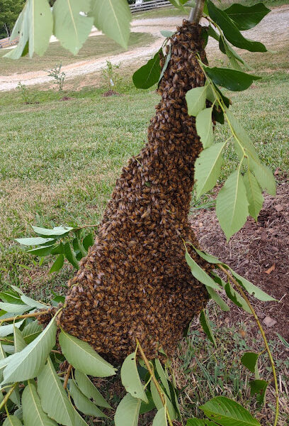 Rocky Top Tn Bee Farm