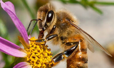 Right from the Hive