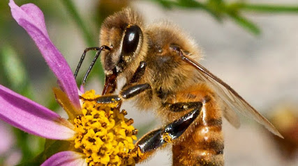 Right from the Hive