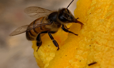 Warm Springs Bees