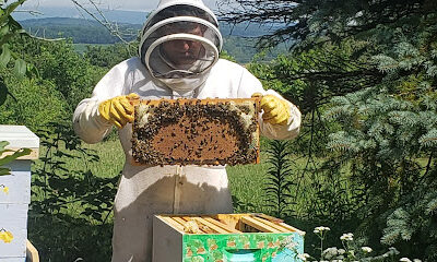 Sweet P. Apiary