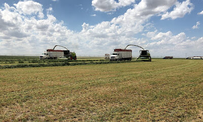 Honeymann Custom Harvesting