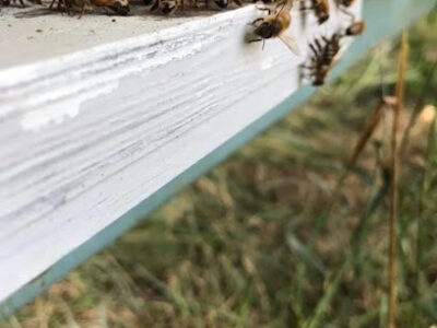 Graun Bee Company