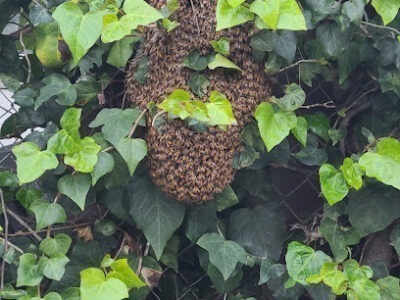 805 Bees