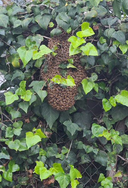 805 Bees
