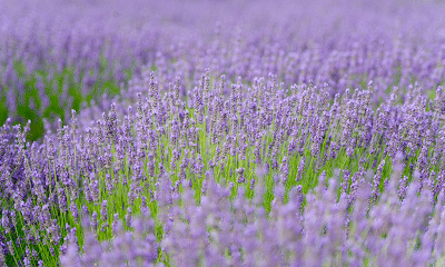 Lavender By the Bay