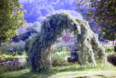 Weeping Pine Farm and Apiaries