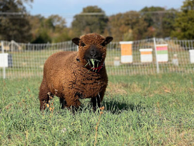 Honey Acre Farms