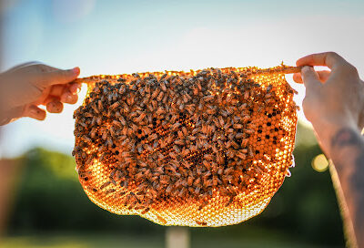They Keep Bees