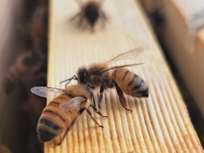 The Beekeeper's Bounty