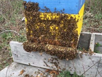 Lloyd Spear Beekeeper