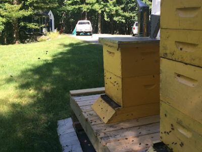 Brightbridge Bees