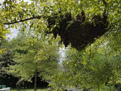 Bill's Backwoods Bees