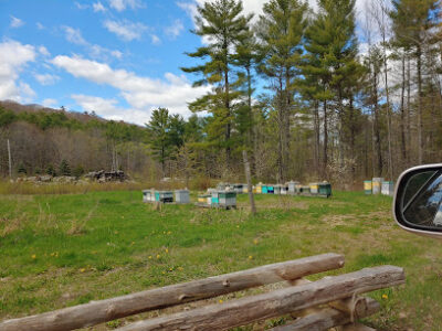 Spicer Bees