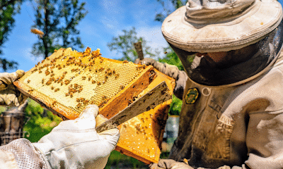 The Sweet Bee Company