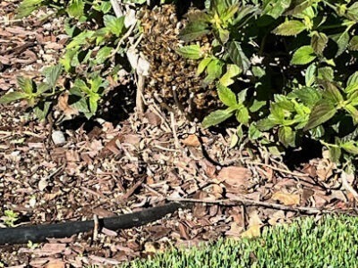 Simi Bee Removal Specialist