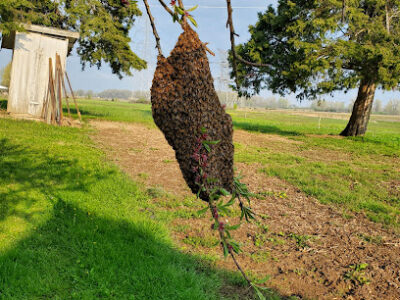 Ramar Lane Honey Bee Farm