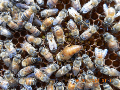 South Carolina Happy Bees