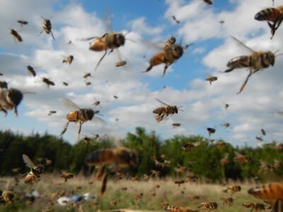 Harmony Hollow Apiary