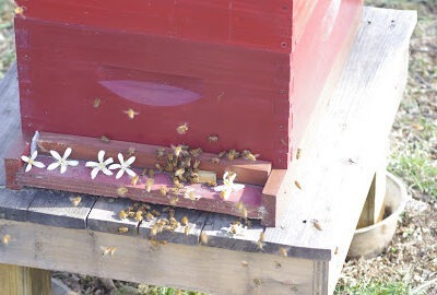 Zee's Bees Honey