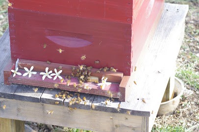 Zee's Bees Honey