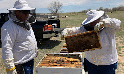 Hanson Honeybee Farm
