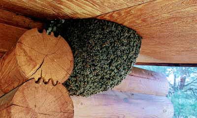 Fields of Natural Honey